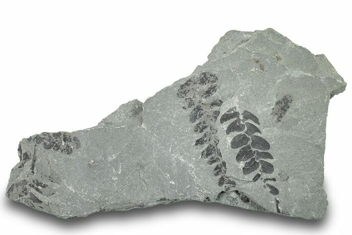 Pennsylvanian Fossil Fern (Neuropteris) Plate - Kentucky #252385